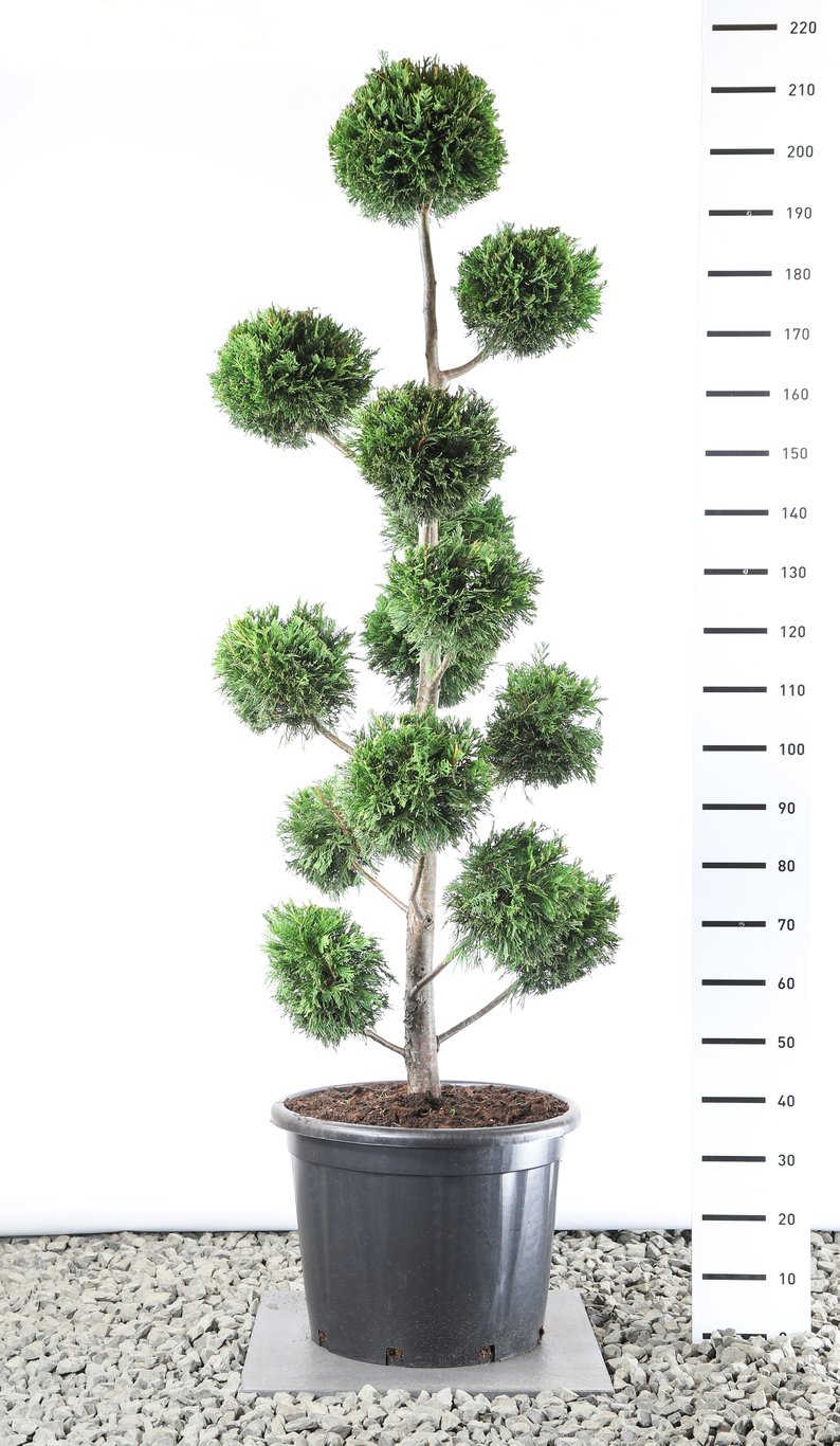 Cupressocyparis leylandii - 175-200 CM PonPon EXTRA in Cont.